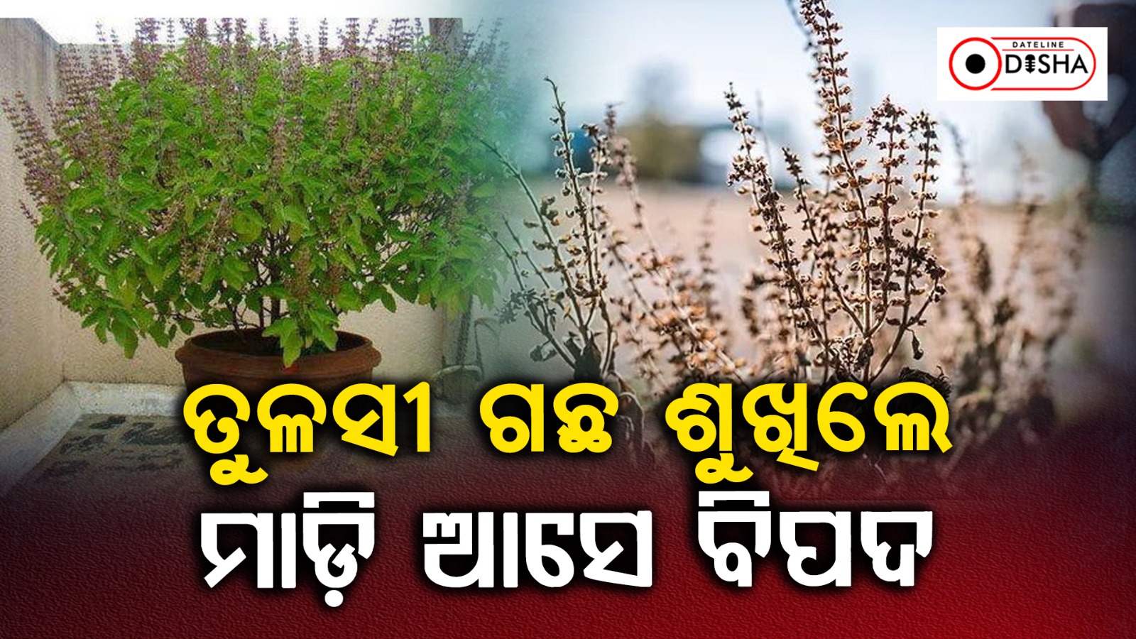 ବାସ୍ତୁ ଦୋଷ ଦୂର କରିବ ତୁଳସୀ ଗଛ